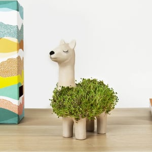 Afbeelding van Gift Republic Plantenpot met Chiazaden | Lama